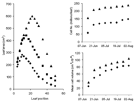 Effects of low, normal and high soil N fertility on the size of individual sugar beet leaves and the number of cells and mean cell size of the 15th leaf